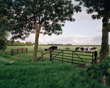 822561 Afbeelding van koeien in een weiland in de omgeving van Werkhoven (gemeente Bunnik, op de achtergrond).